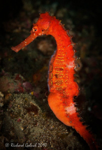 Thorny Seahorse-Lembeh by Richard Goluch 